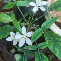 Munronia pinnata (Wall.) W.Theob.